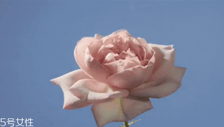 ޢõ廨Ĥ ޢõ廨Ĥ۸