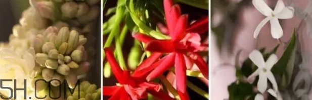 gucci bloomˮgucci bloomˮ